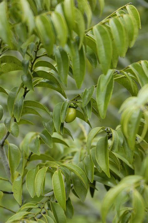 柿樹科|柿樹屬